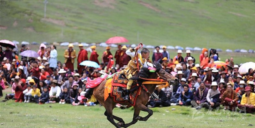 格桑花盛開(kāi) 牧民馬背上一顯身手