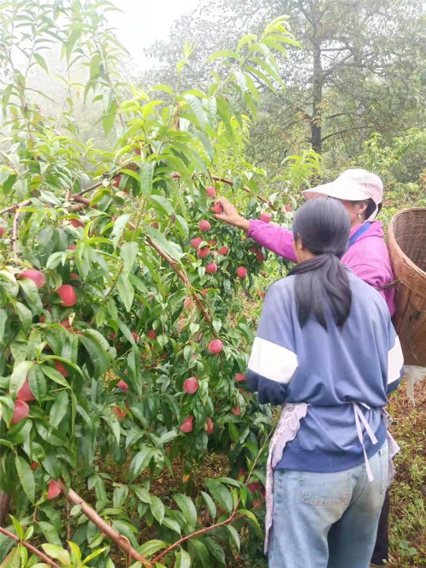 村民正在.jpg 村民正在.jpg