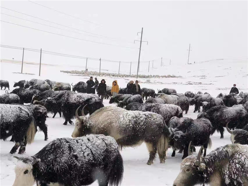 地處“云端之上”生命禁區(qū)“的農(nóng)行石渠支行80后青年益西多吉說”今年疫情流行，大伙冒雪下鄉(xiāng)送金融服務(wù)，新年首日就為農(nóng)戶發(fā)放了3000多萬元，點亮百姓牦牛致富夢，疫情終將過去，筑夢春天，我們協(xié)力點燃牧民發(fā)展信心“.jpg