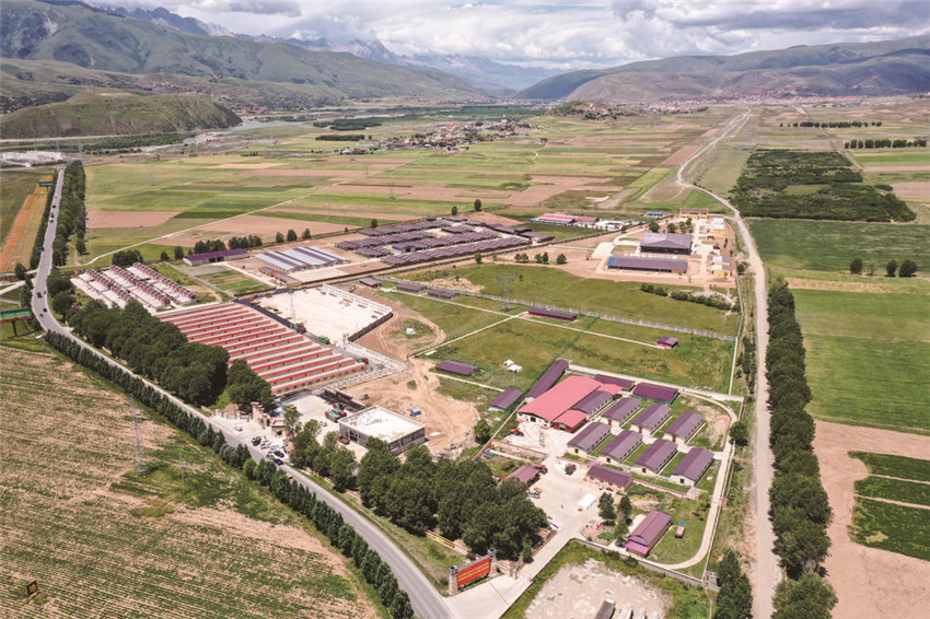 甘孜縣牦牛.jpg 甘孜縣牦牛.jpg