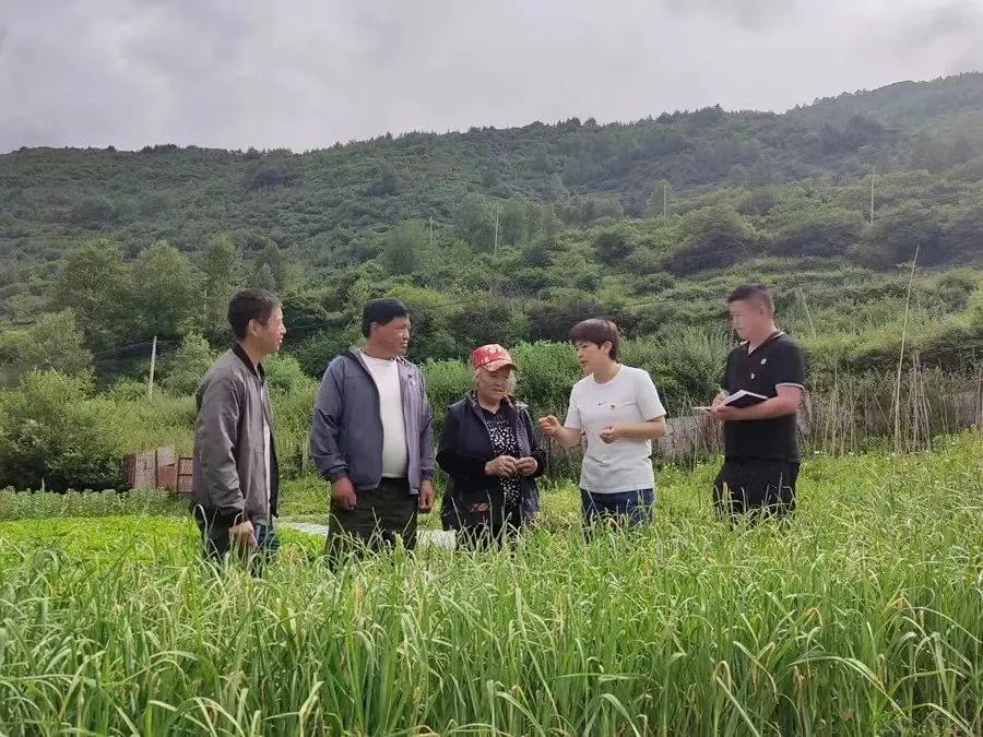 圖為簡(jiǎn)書梅.jpg 圖為簡(jiǎn)書梅.jpg