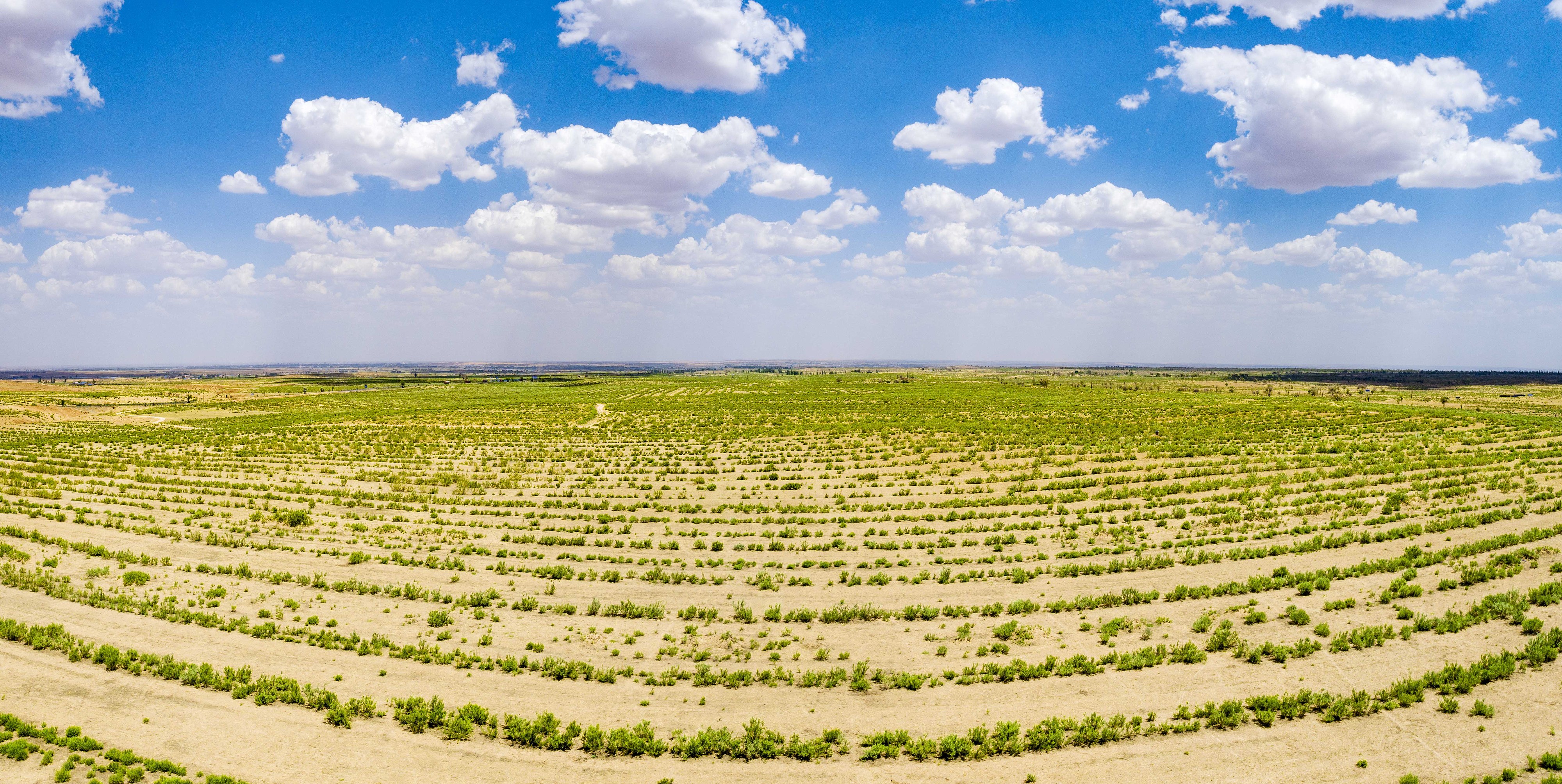 2023年6月7日，內(nèi)蒙古鄂爾多斯，毛烏素沙漠。